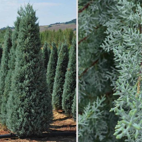 Cupressus Arizonica Fastigiata (Blue Arizona Cypress)