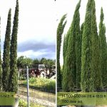 Italian Cypress for Sale