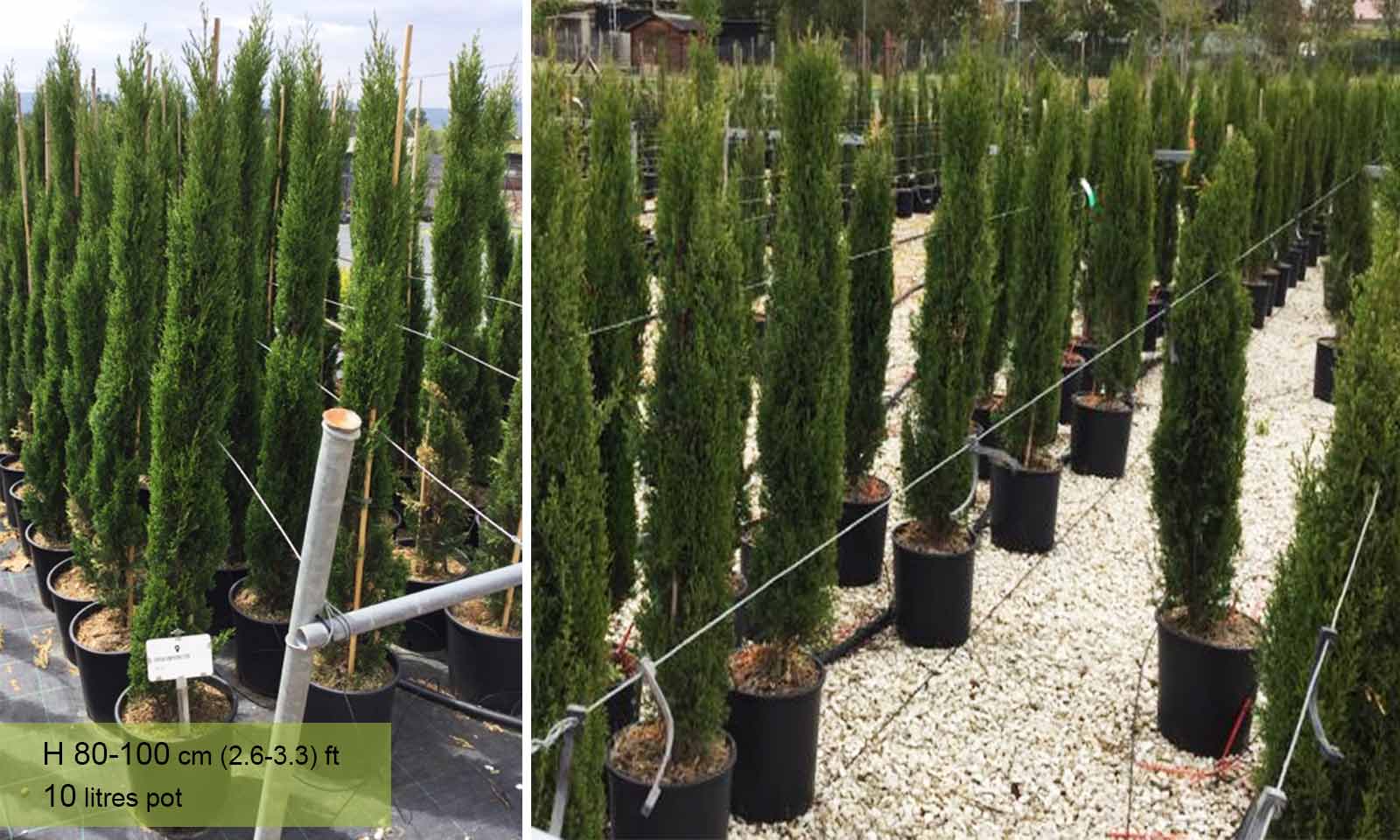 clone girl overthrow Totem Cypress / Totem Pole (Cupressus Sempervirens Totem) – Garden Plants  Online