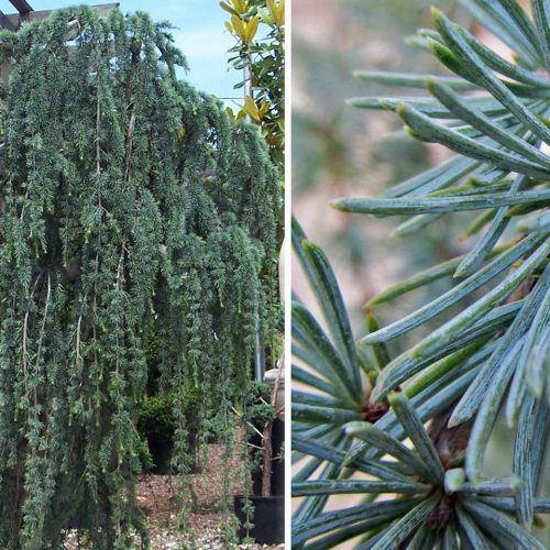 Cedrus Atlantica Glauca Pendula (Weeping Blue Atlas Cedar)