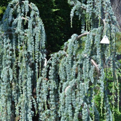 Weeping Blue Atlas Cedar (Cedrus Atlantica Glauca Pendula)