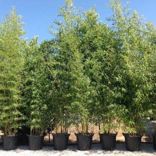 Golden Bamboo (Bambusa Phyllostachys Aurea)