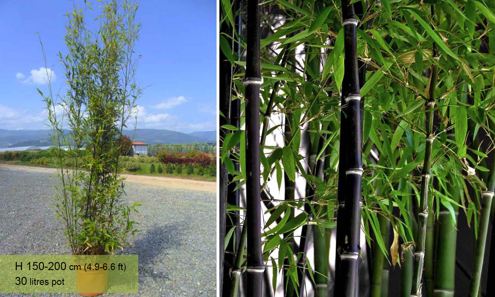 Black Bamboo Trees for Sale