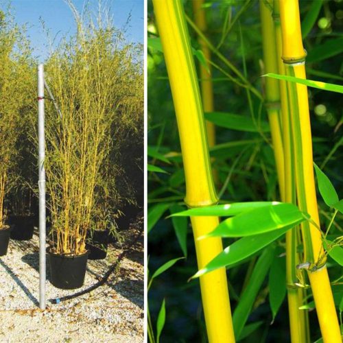 Bambusa Phyllostachys Aureosulcata Spectabilis (Green Groove Bamboo)