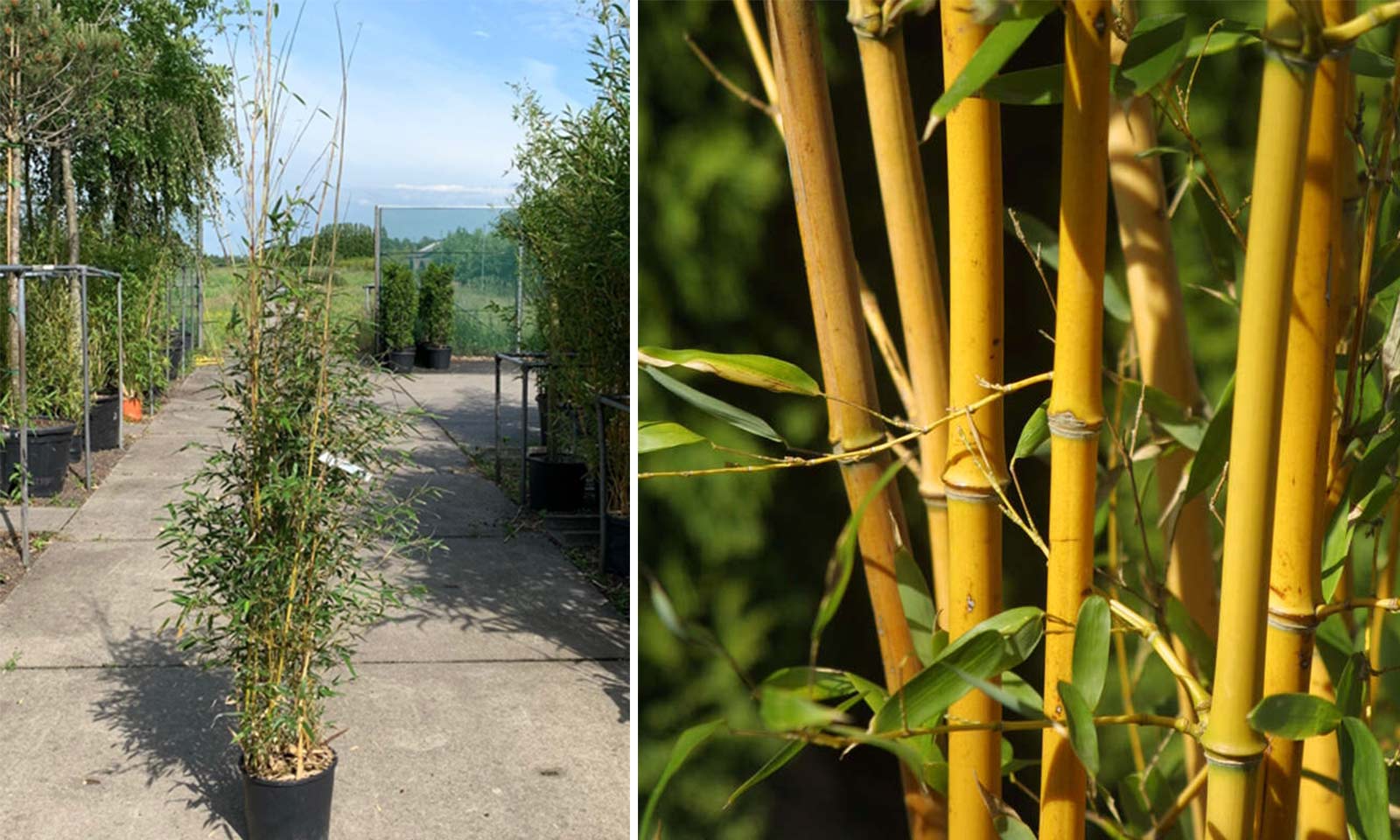 Bambou Phyllostachys 350/400 cm pot de 50 litres