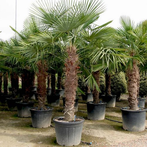 Chamaerops Excelsa / Trachycarpus Fortunei (Chusan Palm)