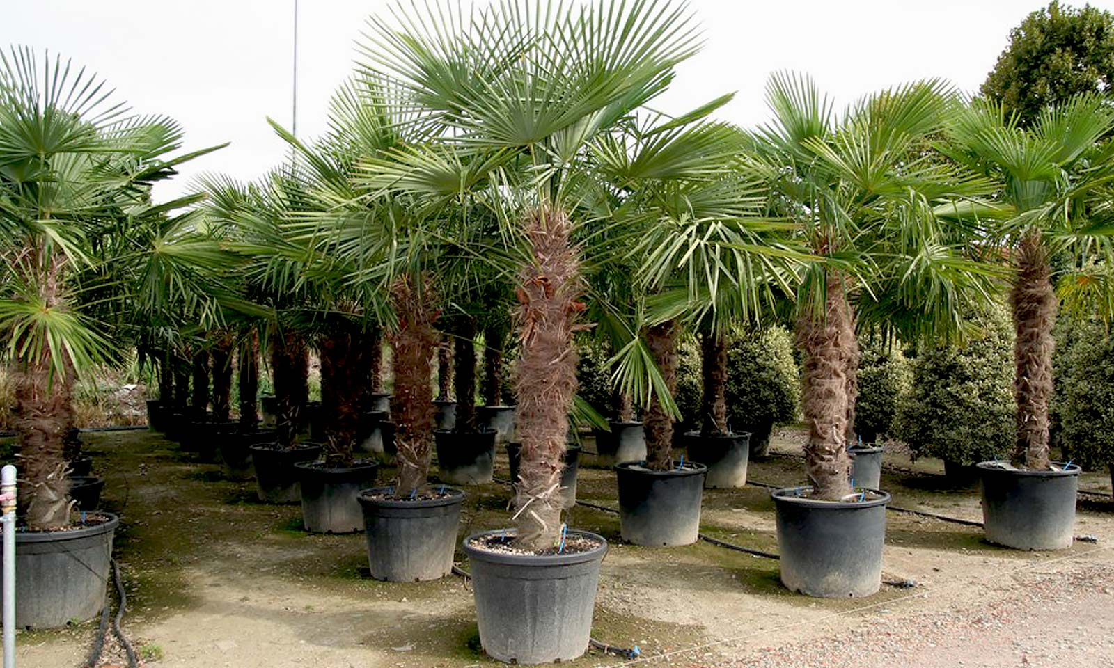 Chusan palm on sale