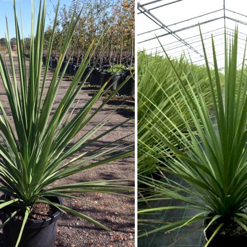 Cordyline Australis (New Zealand Cabbage Tree) – Single Trunk