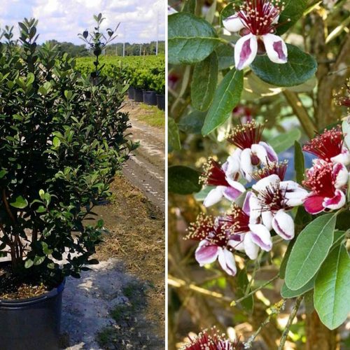 Feijoa Sellowiana (Pineapple Guava Tree / Acca Sellowiana) - Shrub