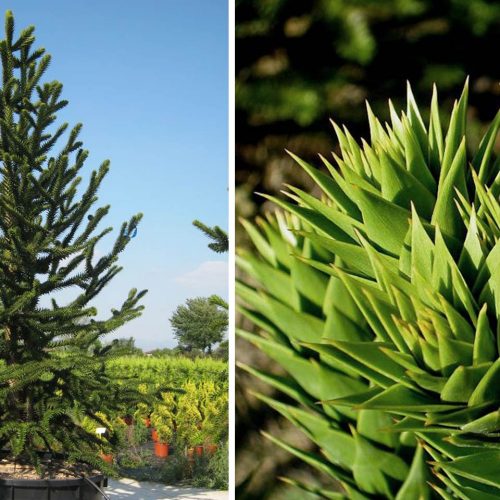 Araucaria Araucana (Monkey Puzzle Tree)