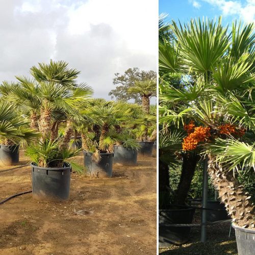 Mediterranean Fan Palm (Chamaerops Humilis) – Multi trunk