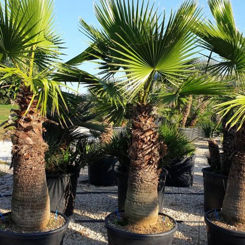 Washingtonia Robusta (Mexican Fan Palm / Skyduster)