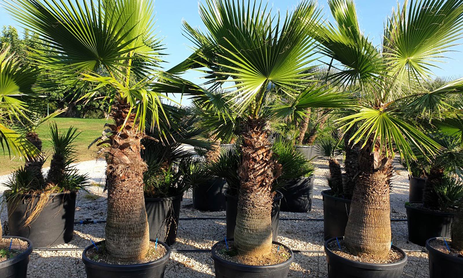 Mexican fan cheap palm tree
