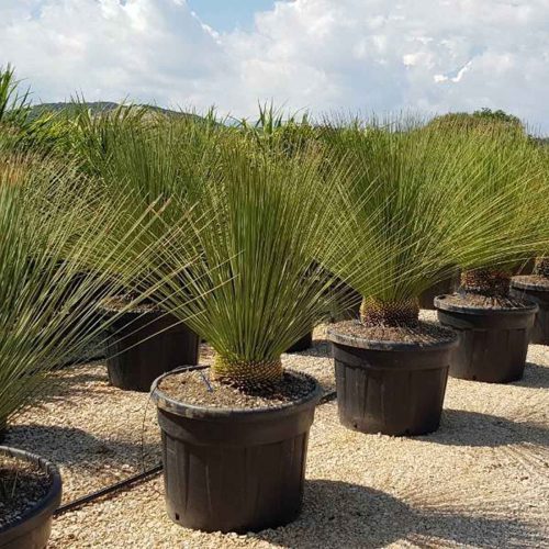 Mexican Grass Tree (Dasylirion Longissimum)