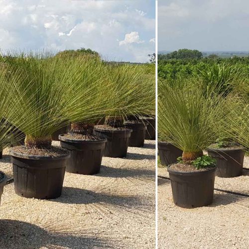 Mexican Grass Tree (Dasylirion Longissimum)