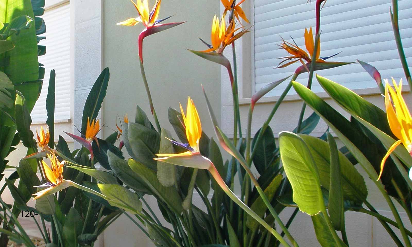 Strelitzia Reginae (Bird of Paradise Plant) – Garden Plants Online