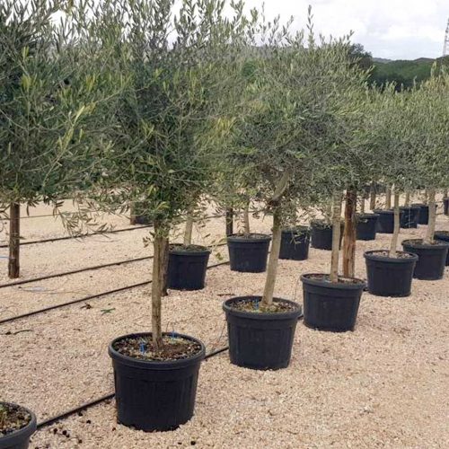 Common Olive Tree (Olea Europaea) – Half Standard