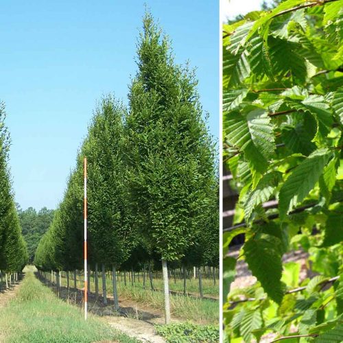 Carpinus Betulus (Hornbeam) - Standard