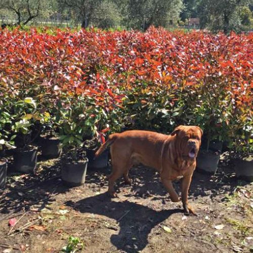 Photinia Serrulata Red Robin (Christmas Berry) - Shrub