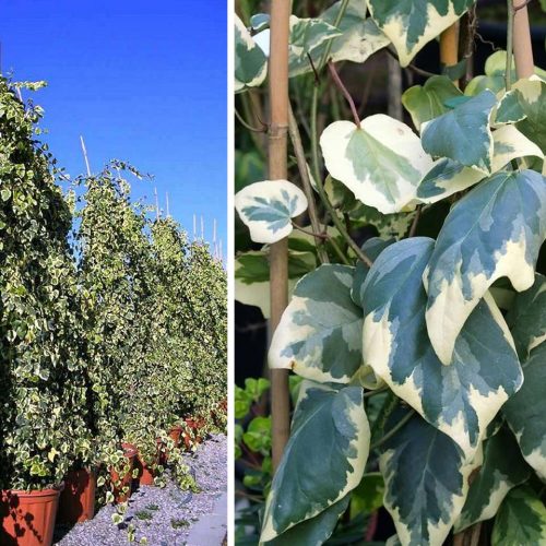 Hedera Colchica Dentata Variegata (Persian Ivy) - Climbing