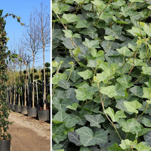 Hedera Helix Hibernica (Hibernica Irish Ivy / Atlantic Ivy) - Climbing