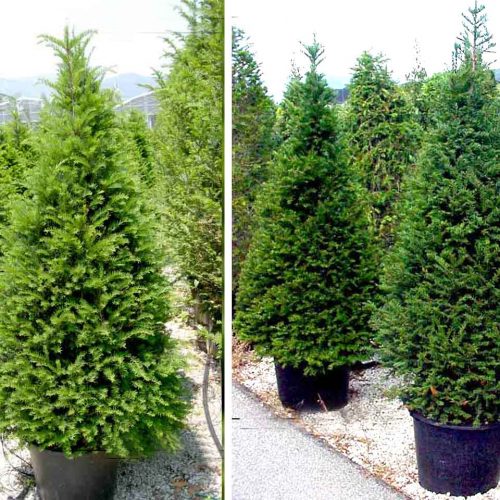 Taxus Baccata (English yew) – Cone