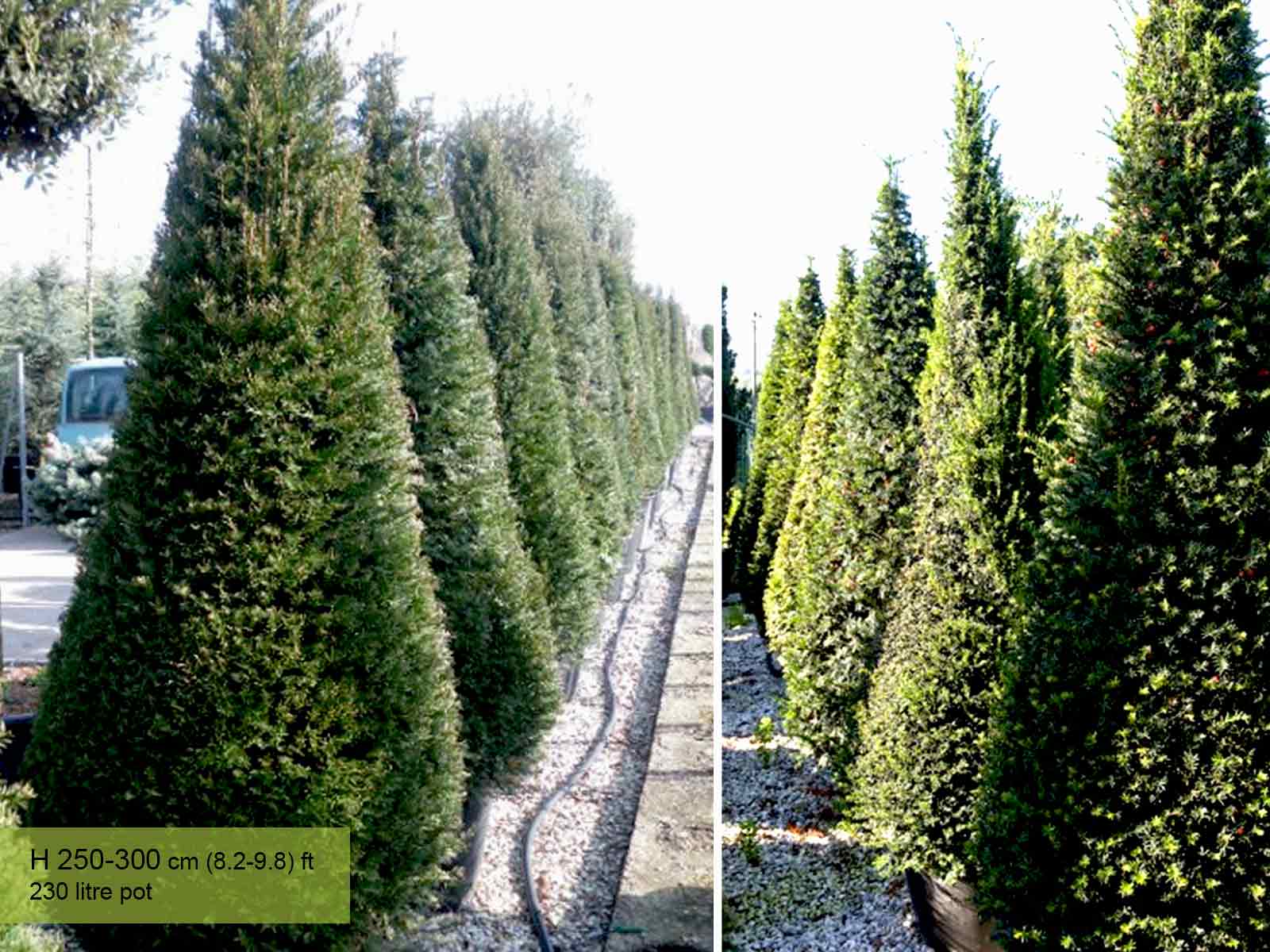 thuja im herbst pflanzen Thuja occidentalis 'Brabant' auf Stamm