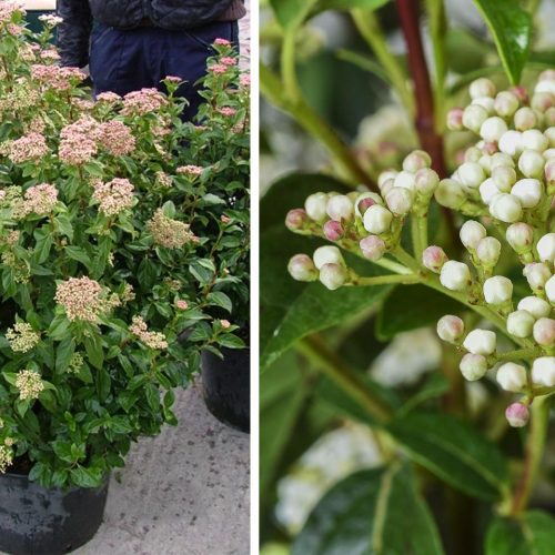 Viburnum Tinus Eve Price (Laurustinus) - Shrub