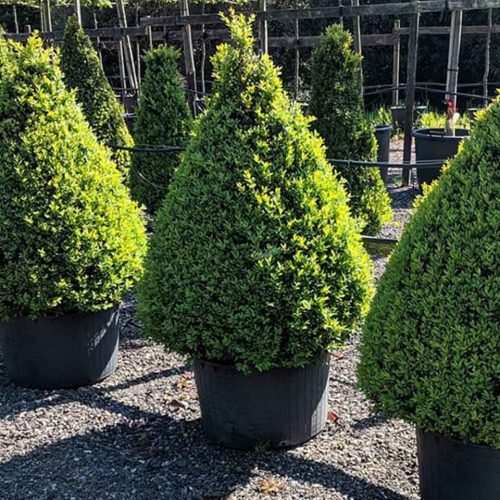 Buxus Microphylla Faulkner (Box Faulkner) - Cone