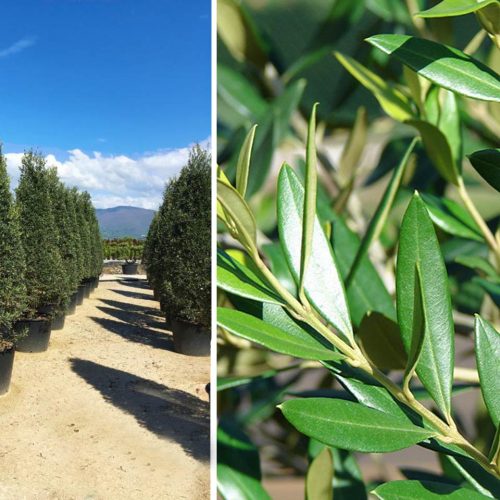 Olea Europaea 'Cipressino' (Olea Europaea 'Pyramidalis' / Olea Europaea 'Frangivento') – Shrub