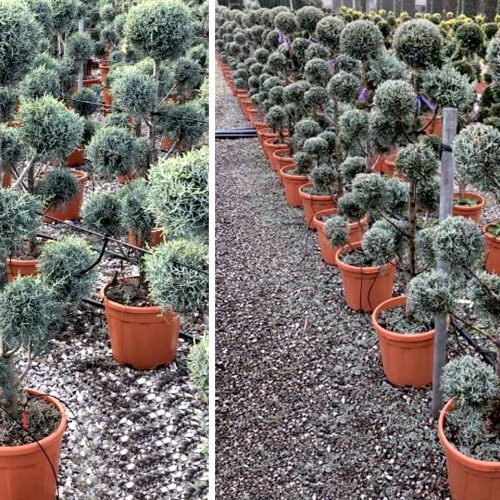 Cupressus Arizonica Fastigiata (Blue Arizona Cypress) – Pom Pon