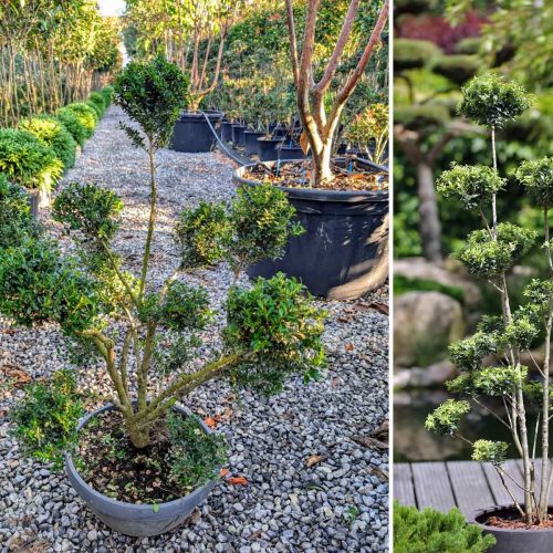 Ilex Crenata Convexa (Japanese Holly) - Pom Pon