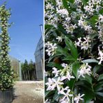 Star Jasmine (Rhyncospermum Jasminoides / Trachelospermum Jasminoides) – Climbing