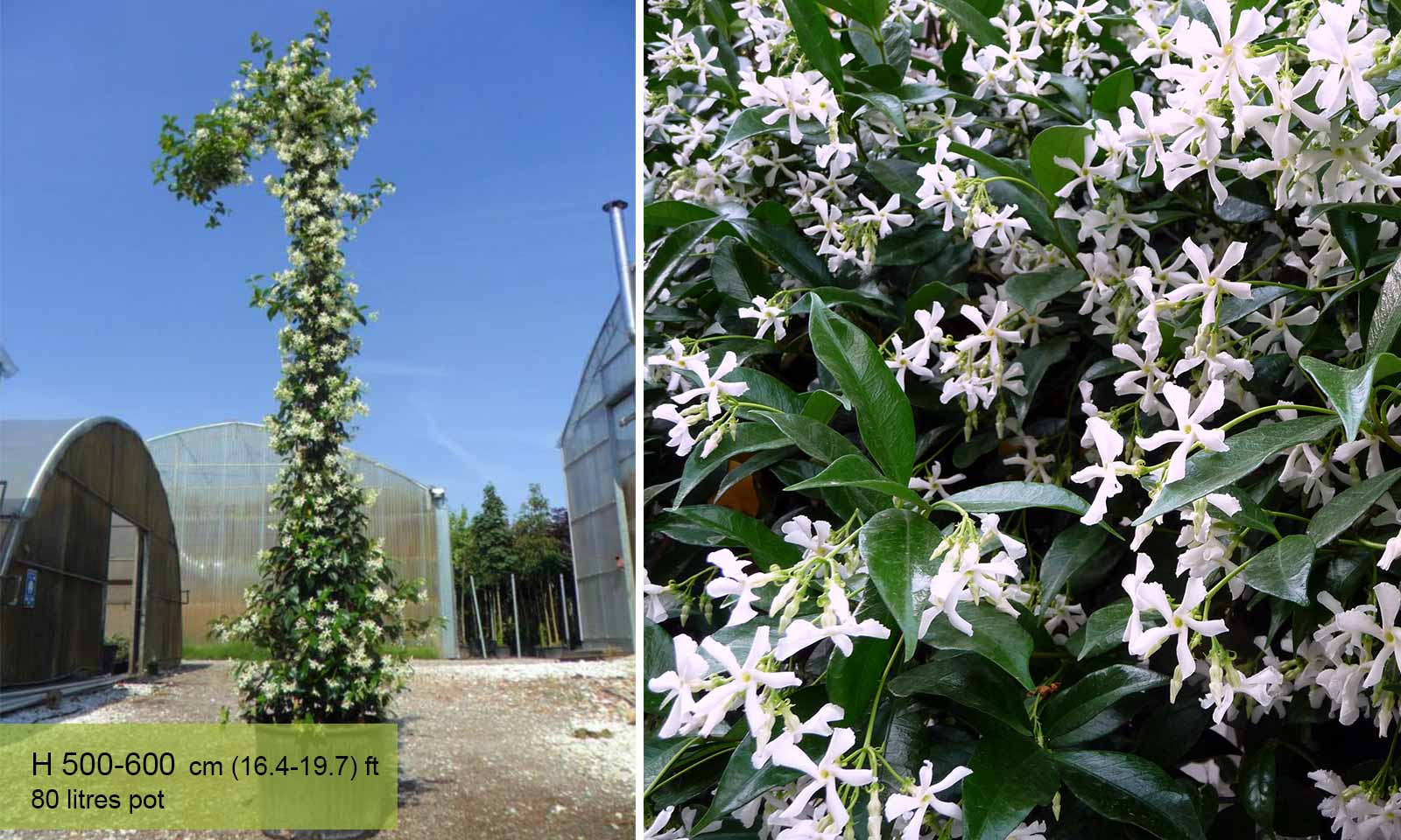 JASMINE Jasmine Trio Canes for Sale: Attractive and Aromatic - King and Co