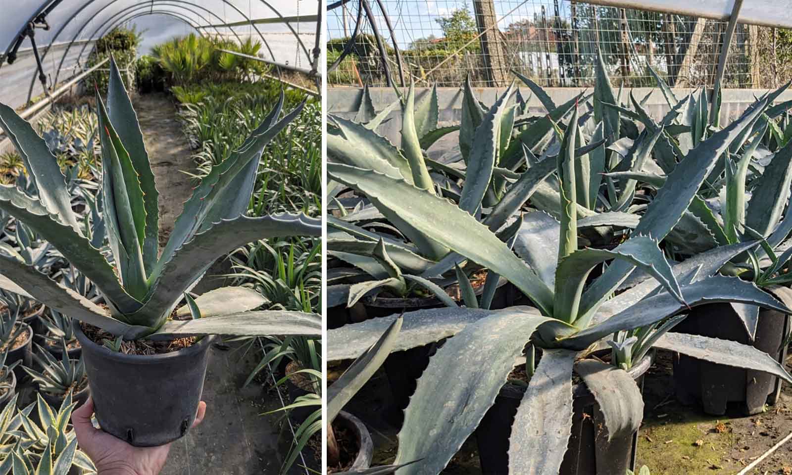thumbnail image 2 of Agave Americana (Century Plant) - World Of Succulents 2 of 13
