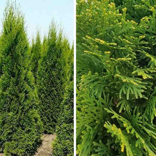 Thuja Occidentalis Smaragd (White Cedar Emerald) — Shrub