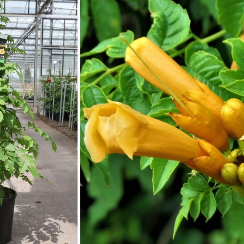 Campsis Radicans Yellow Trumpet (Flava / Trumpet Vine) - Climbing