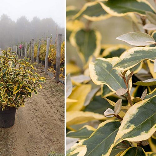 Elaeagnus Ebbingei Gilt Edge (Gilt Edge Silverthorn) - Shrub