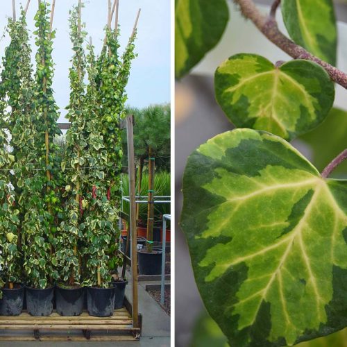 Hedera Colchica 'Sulphur Heart' (Paddy's Pride) - Climbing