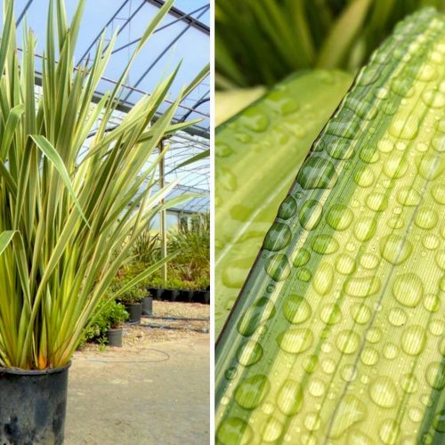 Phormium Tenax Veriegatum (Variegated New Zealand Flax)