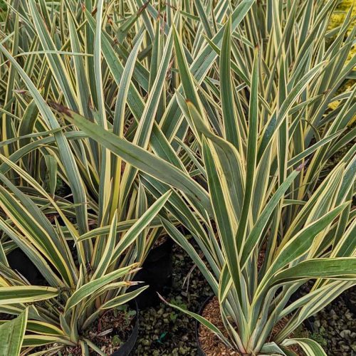 Phormium Tenax Variegatum (Variegated New Zealand Flax)