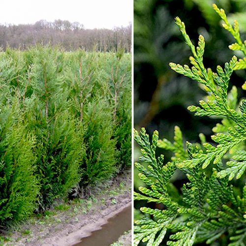 Thuja Plicata Atrovirens (Western Red Cedar)