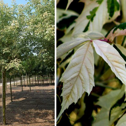 Acer Negundo 'Flamingo' (Box Elder 'Flamingo') - Standard