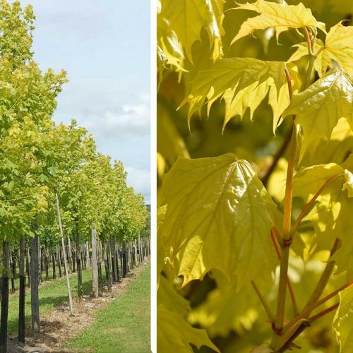 Acer Platanoides 'Princeton Gold' (Norway Maple 'Princeton Gold') - Standard