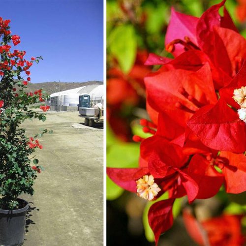 Bougainvillea 'Scarlet O'Hara' ('Hawaiian Scarlet') - Climbing