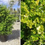 Buxus Microphylla Faulkner (Box Faulkner) – Shrub