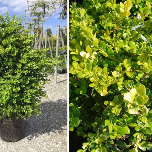 Buxus Microphylla Faulkner (Box Faulkner) - Shrub