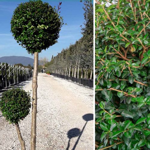 Ligustrum Jonandrum (Delavay Privet) - 2 Balls 2 Stems