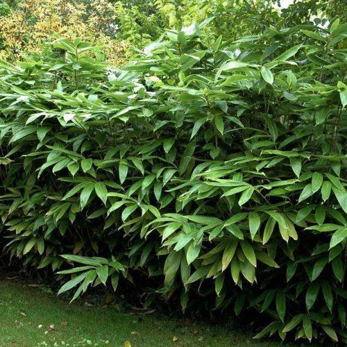 Long Leaf Bamboo (Bambusa Sasa Tessellata)