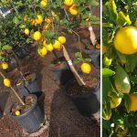 Citrus Limonum (Lemon Trees) – Half standard